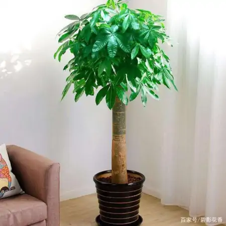 十款年宵花,扮靓您的家(什么叫年宵花)