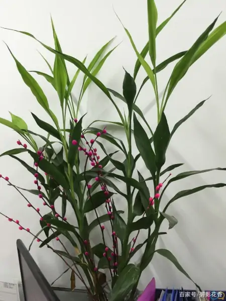 十款年宵花,扮靓您的家(什么叫年宵花)