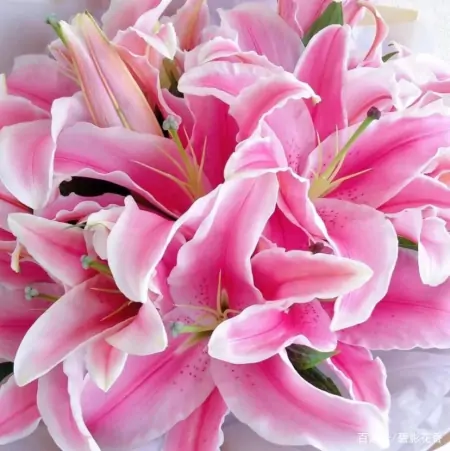 十款年宵花,扮靓您的家(什么叫年宵花)