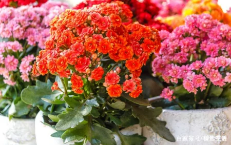 十款年宵花,扮靓您的家(什么叫年宵花)