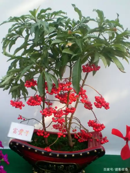 十款年宵花,扮靓您的家(什么叫年宵花)