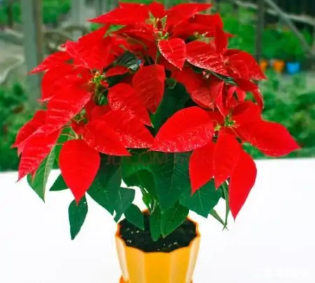 十款年宵花,扮靓您的家(什么叫年宵花)