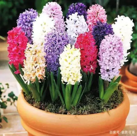 十款年宵花,扮靓您的家(什么叫年宵花)