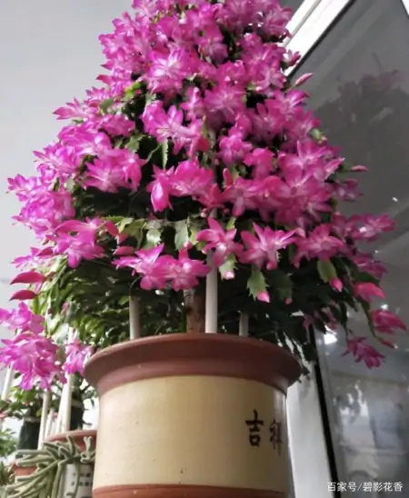 十款年宵花,扮靓您的家(什么叫年宵花)