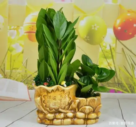 十款年宵花,扮靓您的家(什么叫年宵花)