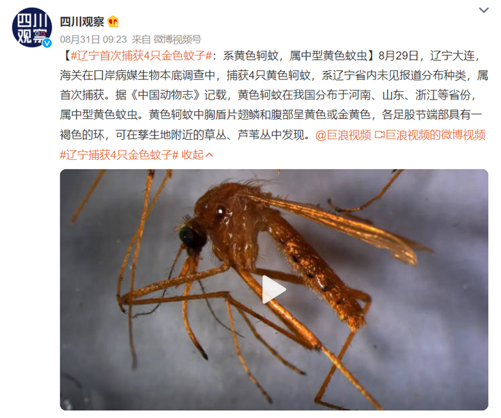 辽宁首次捕获4只金色蚊子:通体金黄,是"蚊中贵族"?对人体有害?-金黄色的蚊子