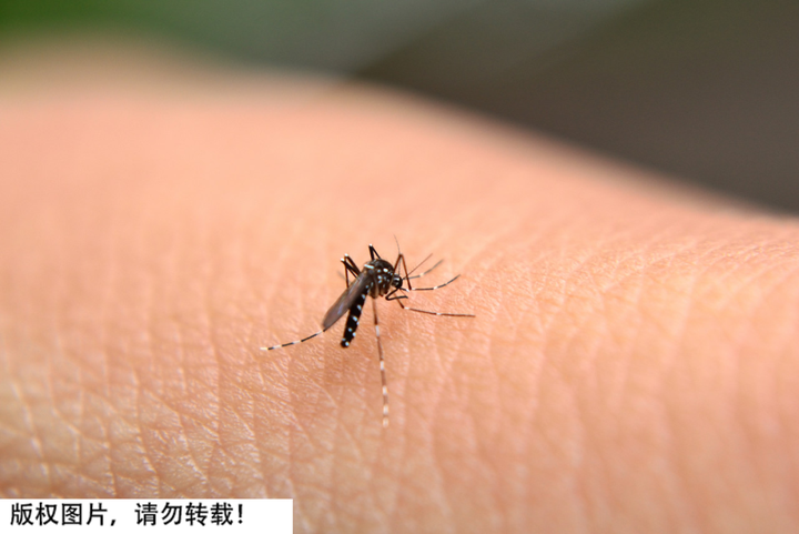 辽宁首次捕获4只金色蚊子:通体金黄,是"蚊中贵族"?对人体有害?-金黄色的蚊子