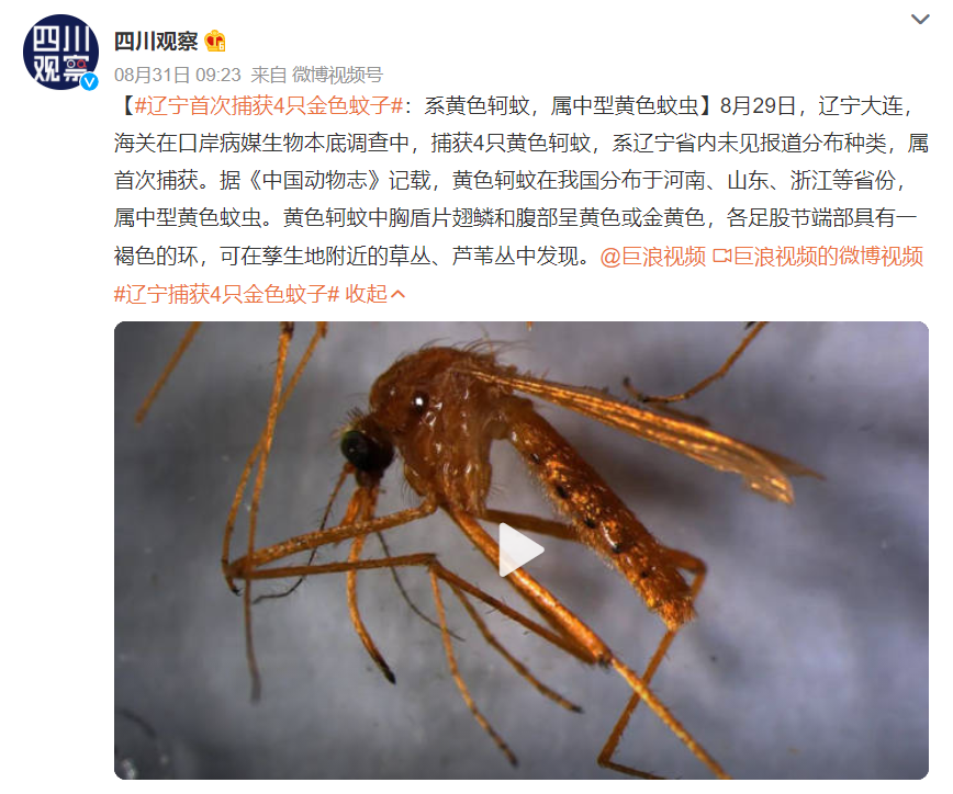 辽宁首次捕获4只金色蚊子:通体金黄,"蚊中贵族"?对人体有害?-金色的小蚊子