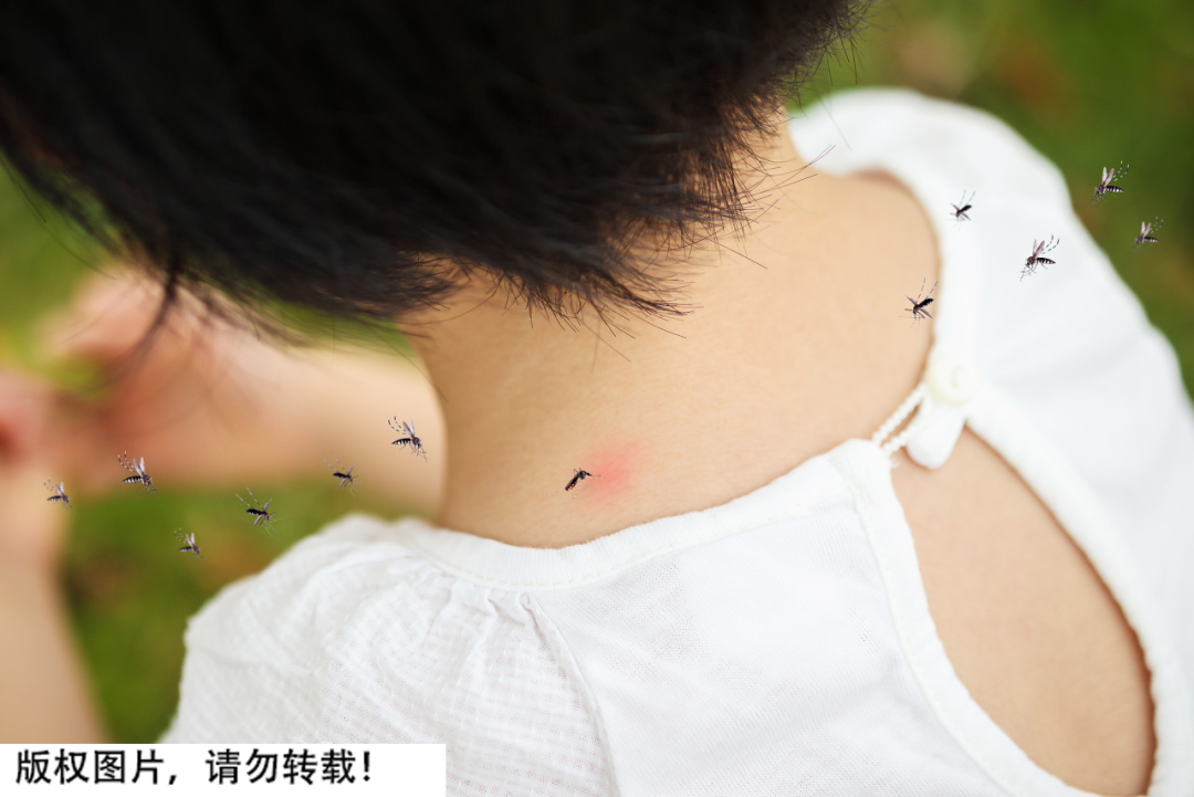 辽宁首次捕获4只金色蚊子:通体金黄,"蚊中贵族"?对人体有害?-金色的小蚊子