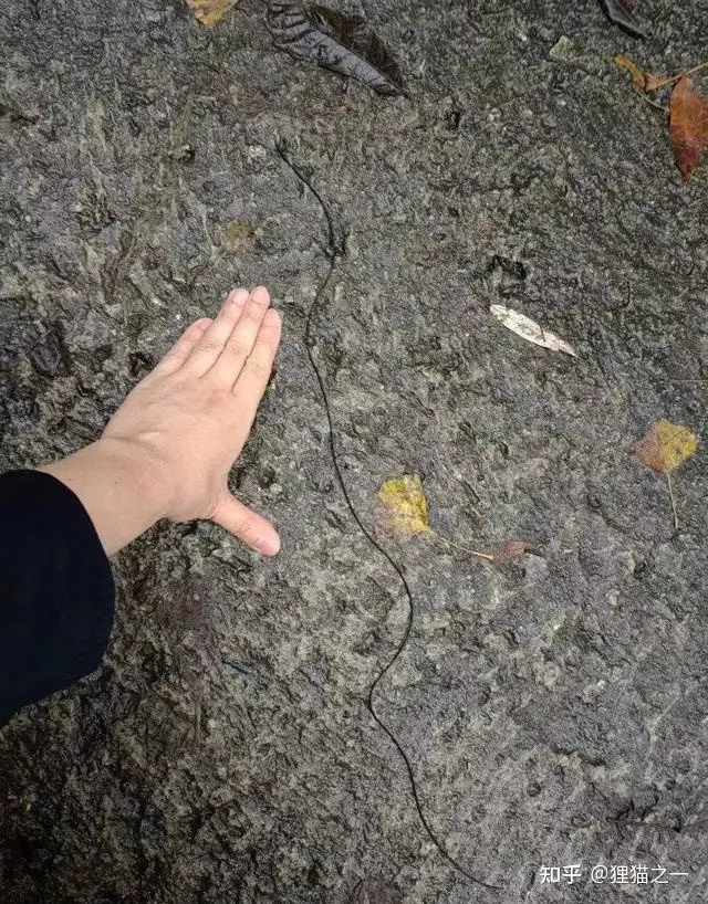 令人不安,成都青城山现大量不明线虫,专家:宿主或是马陆-青城山后山很吓人