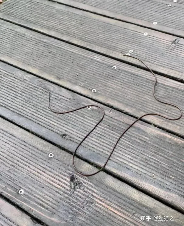 令人不安,成都青城山现大量不明线虫,专家:宿主或是马陆-青城山后山很吓人