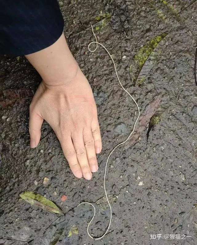 令人不安,成都青城山现大量不明线虫,专家:宿主或是马陆-青城山后山很吓人