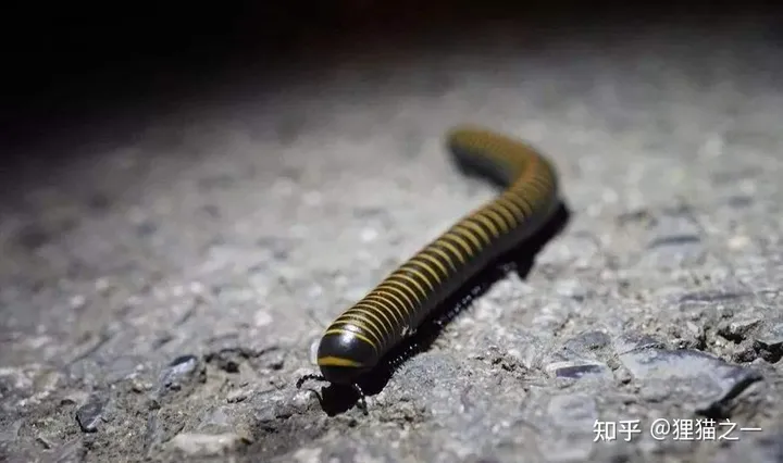 令人不安,成都青城山现大量不明线虫,专家:宿主或是马陆-青城山后山很吓人