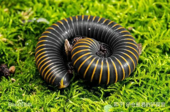 这是什么虫子阿?-这是啥虫子?