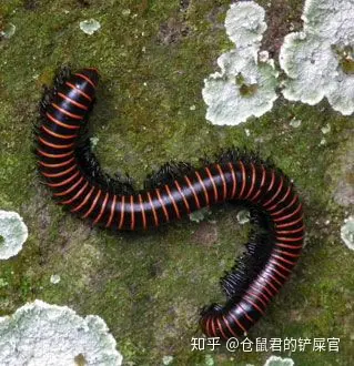 这是什么虫子阿?-这是啥虫子?