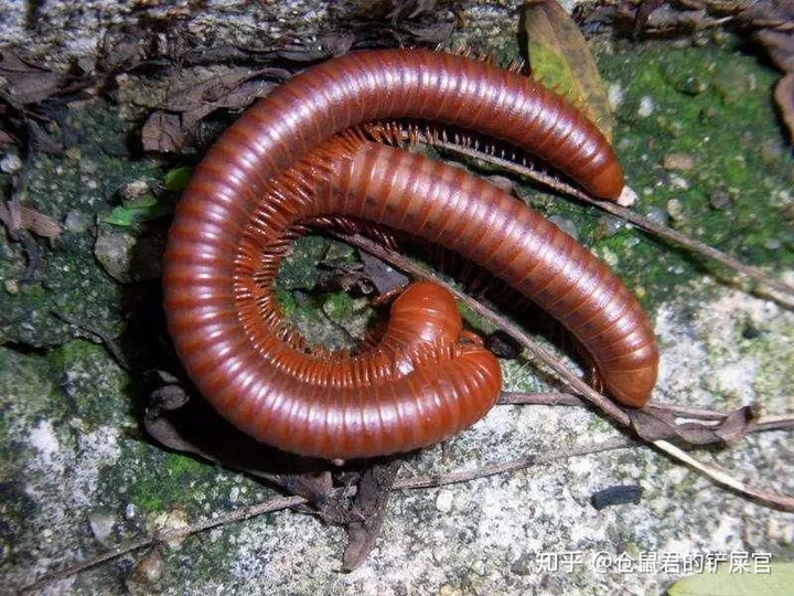 这是什么虫子阿?-这是啥虫子?