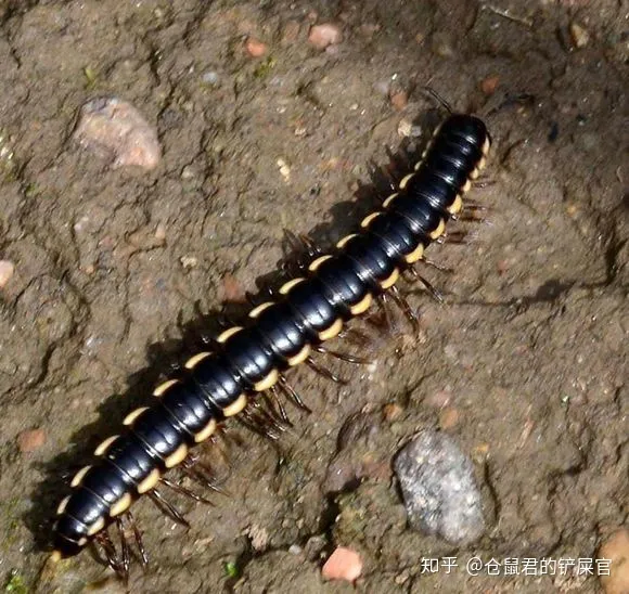 这是什么虫子阿?-这是啥虫子?