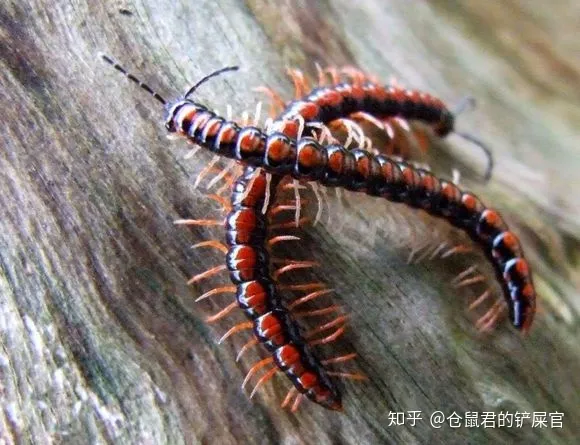 这是什么虫子阿?-这是啥虫子?