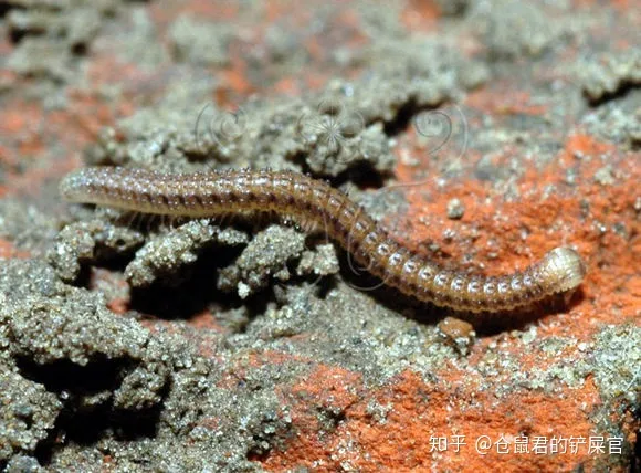 这是什么虫子阿?-这是啥虫子?