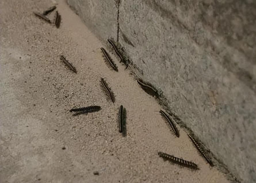 成都街头出现大量黑色小虫 官方回应:将进行专业治理-去成都被一种黑色的小虫咬