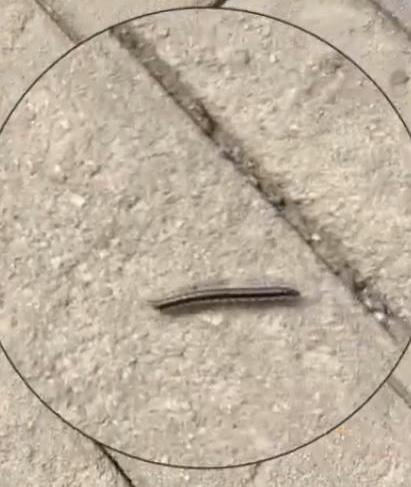 成都街头爬满黑色虫子,专家称是千足虫,网友:跟地震有关系吗?-成都的小黑虫子