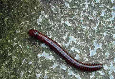 成都街头爬满黑色虫子,专家称是千足虫,网友:跟地震有关系吗?-成都的小黑虫子