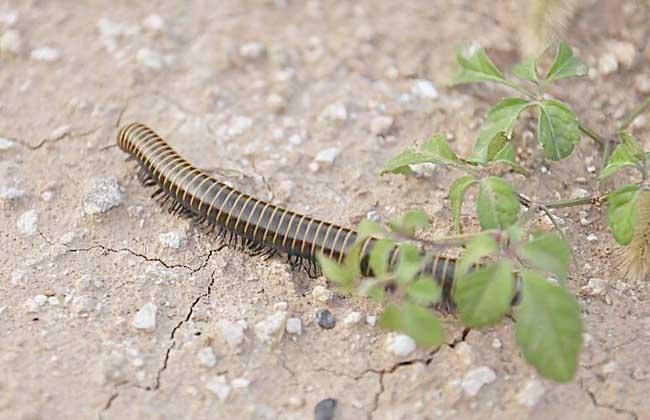 成都街头爬满黑色虫子,专家称是千足虫,网友:跟地震有关系吗?-成都的小黑虫子