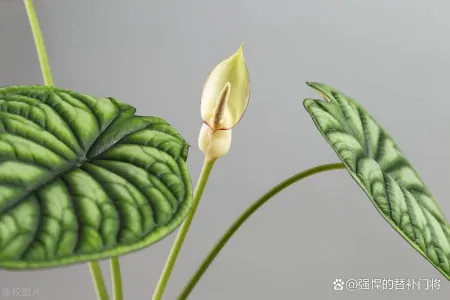 以下哪种植物适合烹饪食用?哪种植物有毒?蚂蚁庄园今日答案(可以用来吃的植物)