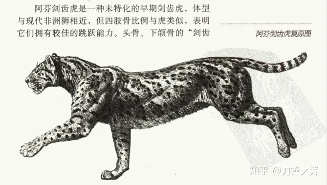 剑齿虎打得过狮子老虎吗?(剑齿虎与狮子体型对比)