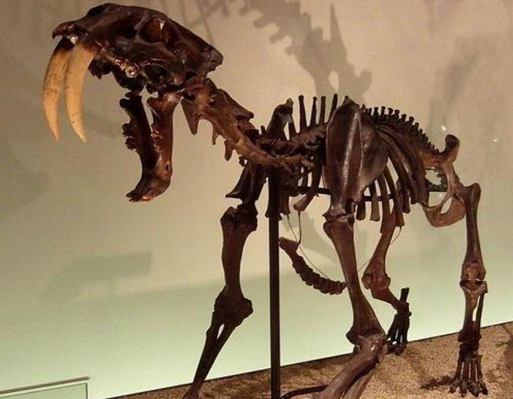 智人只有木棒和石头,如何能早早消灭比老虎更凶猛的剑齿虎?(剑齿虎如果没有灭绝)