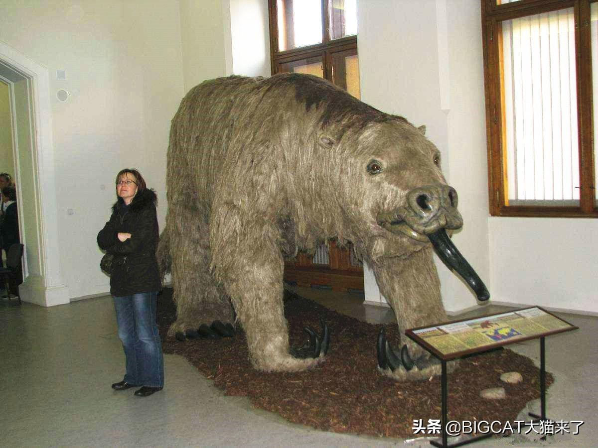 地球史上最大的地懒:行动缓慢只吃素,却可轻松吓跑剑齿虎(地球上最大的物种是什么)