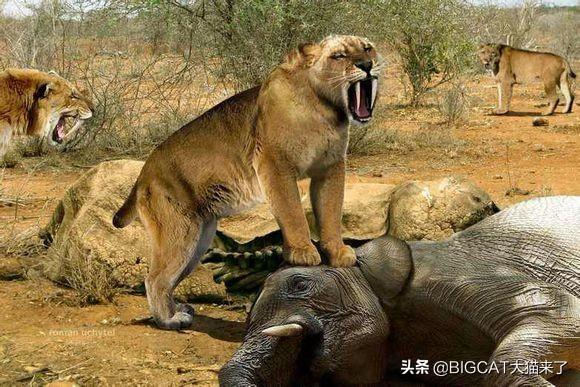 地球史上最大的地懒:行动缓慢只吃素,却可轻松吓跑剑齿虎(地球上最大的物种是什么)