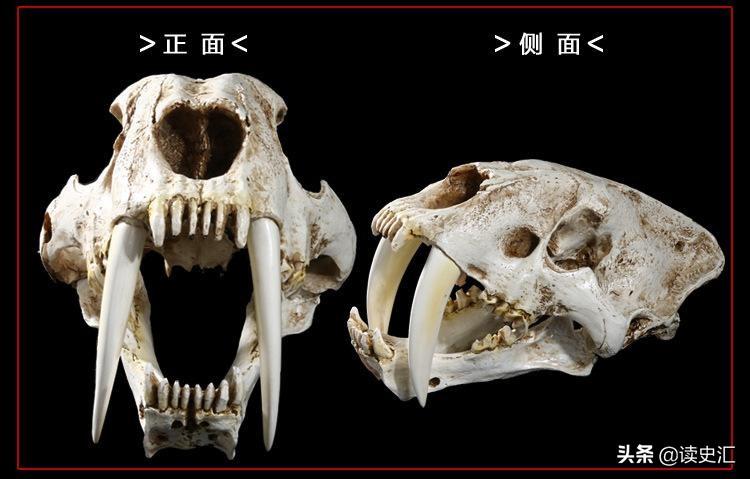 距今9000年前,沃姆冰河时期,人类围捕剑齿虎的手段揭秘(中国最早的葡萄酒出现在哪个时期)