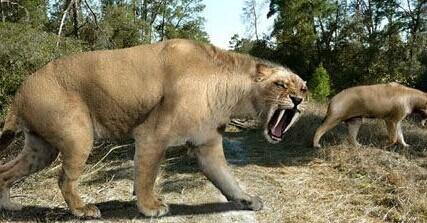 地球上存在过的,能被称为剑齿虎的生物恐怕得有上百种之多(世界上到底有没有剑齿虎)