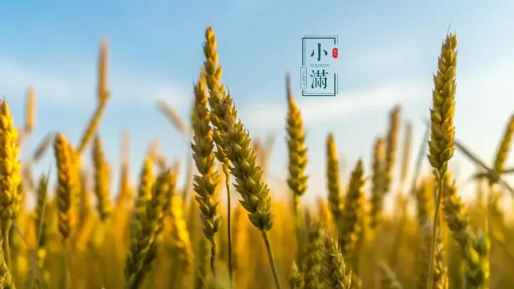 二十四节气——小满的来历和风俗(小满节气的含义是什么?二十四节气小满的来历传说故事)