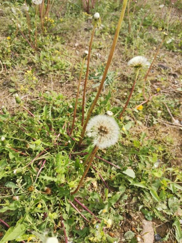今日小满|何为“小满”?蕴含哪些人生道理?这些知识讲给孩子听(小满是指)