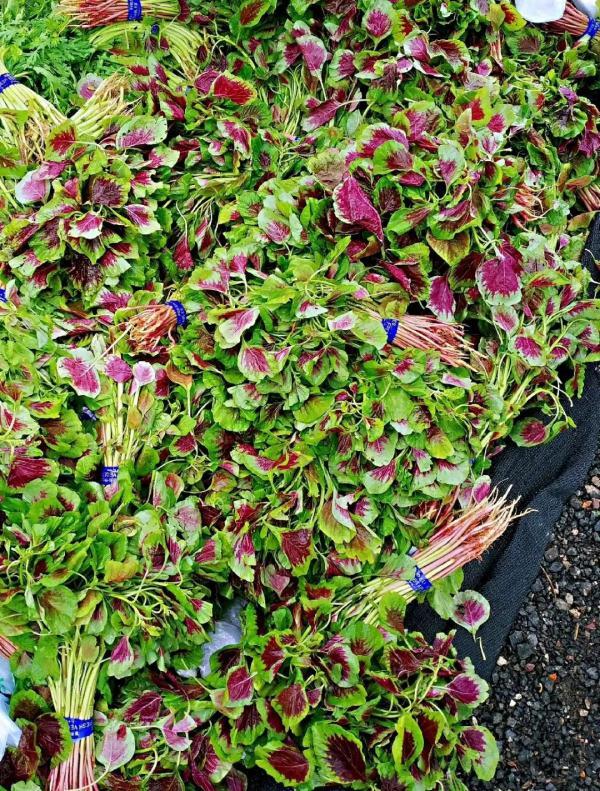 今日小满|何为“小满”?蕴含哪些人生道理?这些知识讲给孩子听(小满是指)