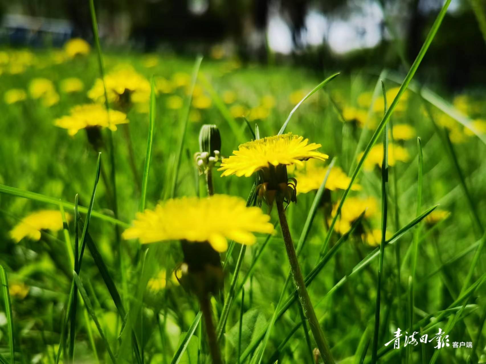 节气之美——小满(小满节气的哲理)