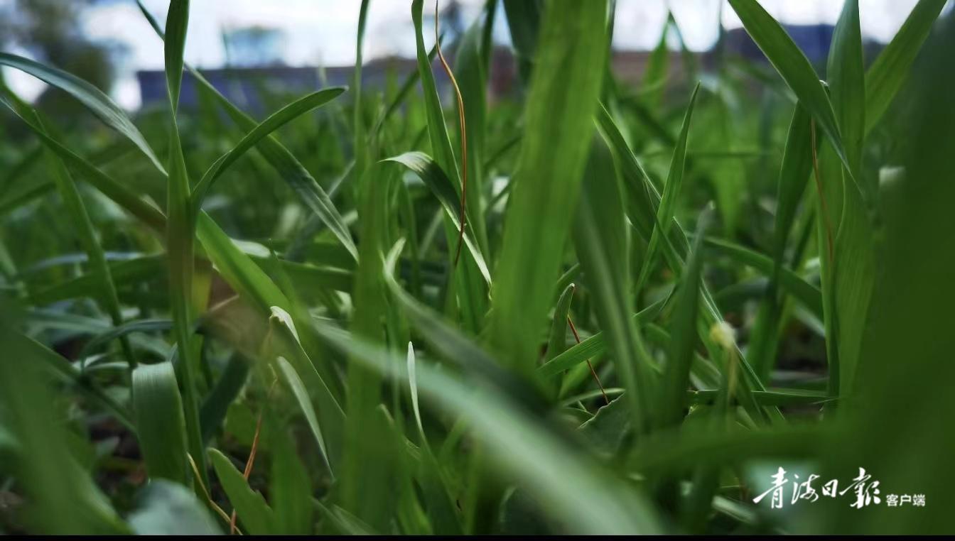 节气之美——小满(小满节气的哲理)