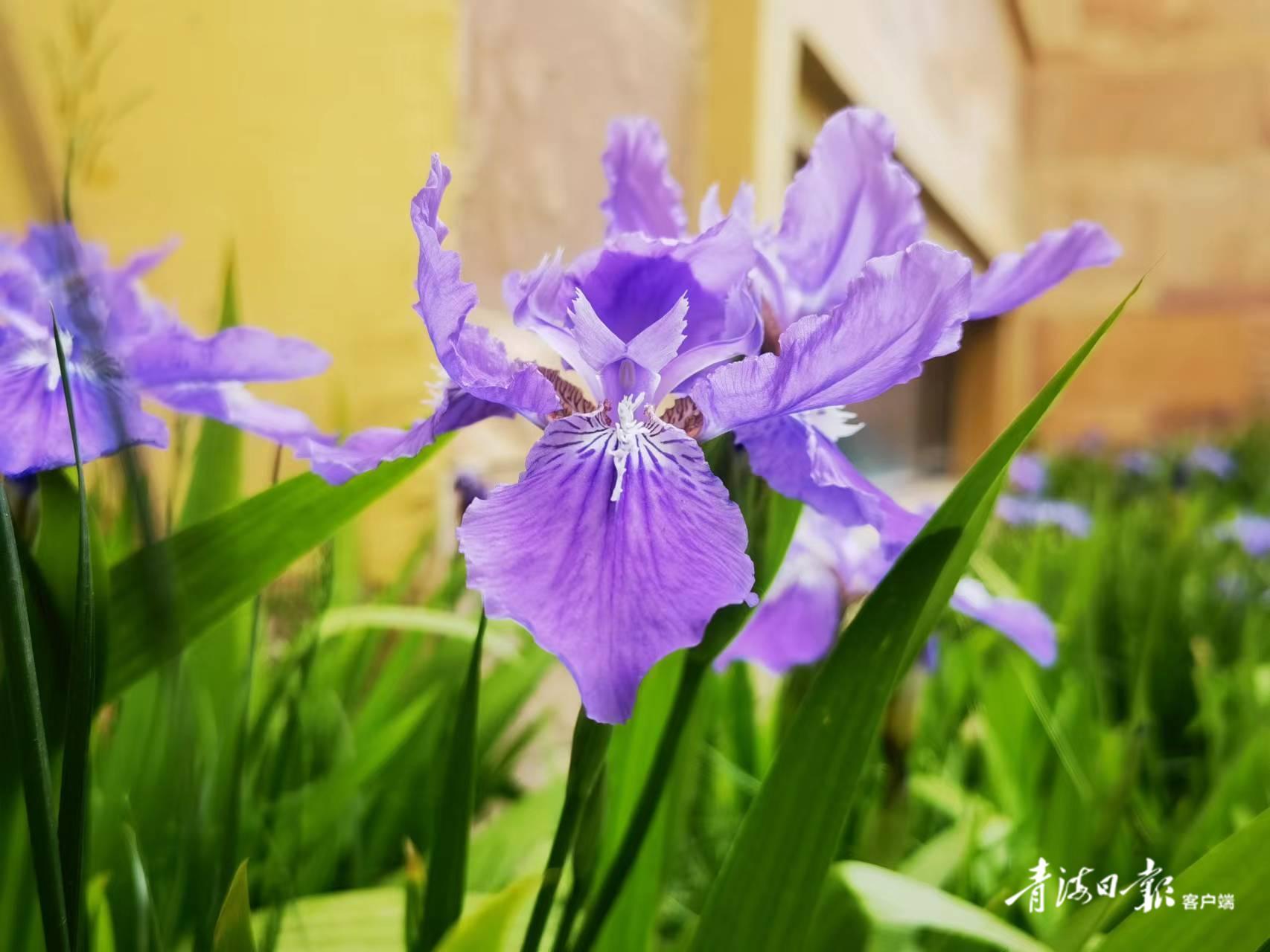 节气之美——小满(小满节气的哲理)