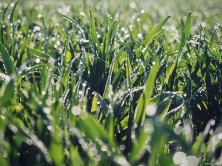 小满节气将至,农谚“小满无雨,芒种无水”是啥意思?下雨好吗?(小满 芒种 处暑 雨水)