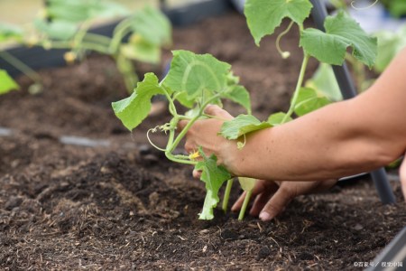 小满节气将至,农谚“小满无雨,芒种无水”是啥意思?下雨好吗?(小满 芒种 处暑 雨水)