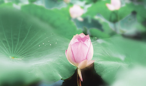 第甘四节气之十丨夏至-夏至是廿四节气的第几个节气?