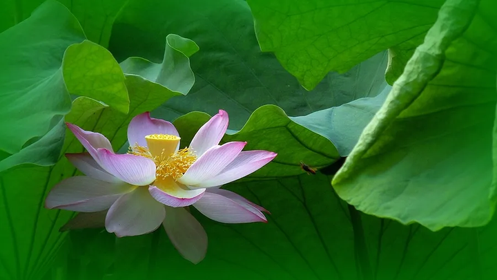 二十四节气——夏至的含义-24节气中夏至是什么意思