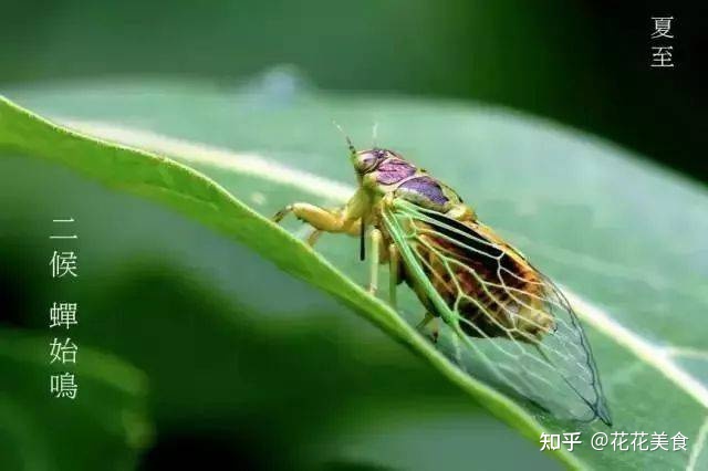 【二十四节气·夏至】日北至,日长之至,日影短至,故曰夏至-夏至日的昼夜情况