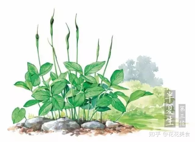 【二十四节气·夏至】日北至,日长之至,日影短至,故曰夏至-夏至日的昼夜情况