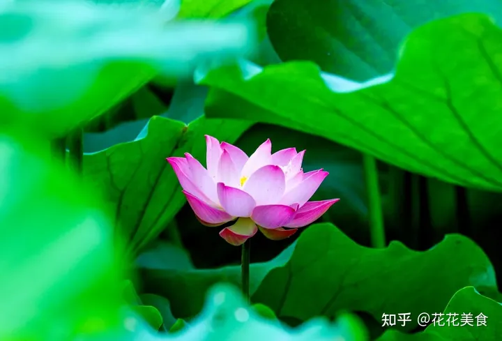 【二十四节气·夏至】日北至,日长之至,日影短至,故曰夏至-夏至日的昼夜情况