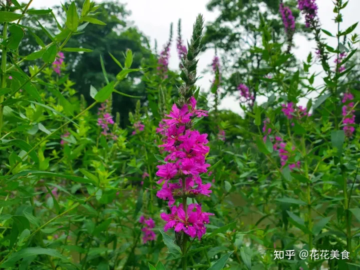 【二十四节气·夏至】日北至,日长之至,日影短至,故曰夏至-夏至日的昼夜情况