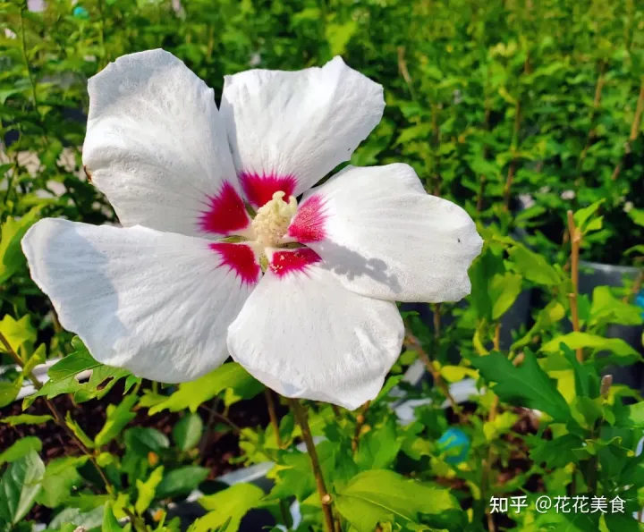 【二十四节气·夏至】日北至,日长之至,日影短至,故曰夏至-夏至日的昼夜情况