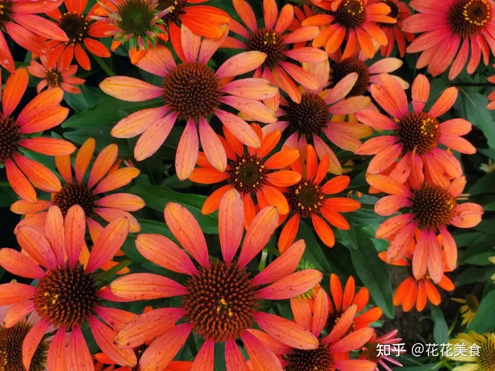 【二十四节气·夏至】日北至,日长之至,日影短至,故曰夏至-夏至日的昼夜情况